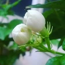 Luxury Juhi <b>Attar</b> Oil Concentrated Body Essential Oil for <b>Perfume</b> Making Arabic Oud Room Fragrance Scent Premium Quality - Product Image 2