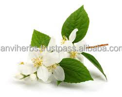 100% Fabricación de aceite esencial de jazmín natural puro Proveedor mayorista de aceite esencial de fragancia - Product Image 2