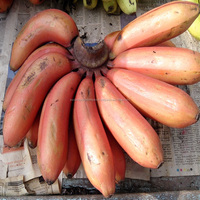 Verse Vruchten Indian Rode Banaan