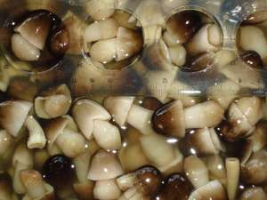 Champignons en paille bio Origine du Vietnam Croustilles de champignons en paille salée du Vietnam - Product Image 2