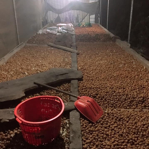 Purc-litchi guipure/fruit au gelée, essence de litchi, très bonne qualité, neuf, vacances, 84, 845, 639, 639, Whatsapp - Product Image 1