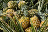 Verse, goede kwaliteit, alle maten, geconserveerde ananas, tropisch & subtropisch fruit, 17-20cm