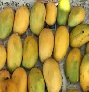 Fresh green organic mango