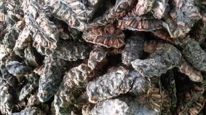 Fruit de noni sec/pur à 100% - Product Image 6