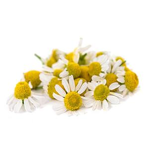 Huile Essentielle de Camomille Allemande Pure Certifiée GMP Distillée à la Vapeur Odeur Douce de Pomme OEM/ODM Disponible Fournie par le Népal - Product Image 1