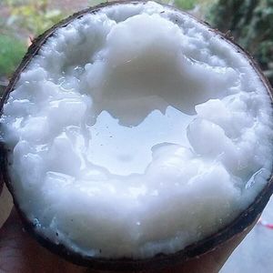 Makapuno Noix de coco/Macapuno/Noix de coco Makapuno - Product Image 5