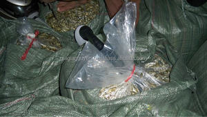 CONSILAGE/ MELANGE DE CANDEIS pour ALIMENTS ANIMAUX ORIGINE VIETNAM - Product Image 3