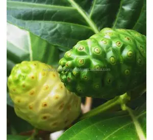 Pasokan pabrik 100% murni alami Morinda Citrifolia Noni ekstrak buah bubuk