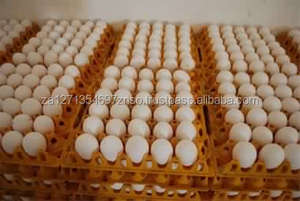 Huevos Frescos de Color Amarillo Brillante, Origen ZA, Empaque OEM, Bajo Precio, 60g, 6 Meses de Vida Útil - Product Image 2