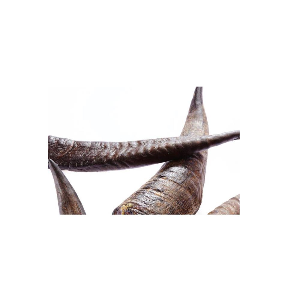 016)《古のヤギ角/Ancient Cornucopia》[BIG] 緑R | 日本最大級