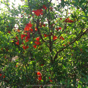 Fertilizante orgánico de la mejor calidad, promoción de crecimiento de plantas naturales para cultivo de Granada - Product Image 1