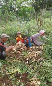 GINGEMBRES FRAIS/GINGEMBRES SECS VIETNAM SAISON 2020 - Product Image 4