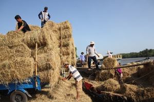 Cheap Vietnam RICE STRAW for Animal Feed and <b>Mushroom</b> - Bulk Straw hay - Product Image 3