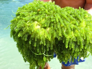 Offre Spéciale Raisins de mer vietnamiens biologiques/caviar vert - Product Image 3