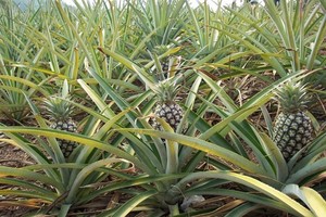 VIET ananas rétro professionnel sans ananas, frais, livraison gratuite - Product Image 2