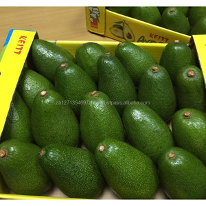 Aguacate Orgánico Fresco - Variedad Fuerte de Primera Calidad Disponible a Buenos Precios - Product Image 3