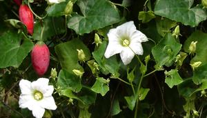 COCCINIA GRANDIS NATUREL VIETNAMIEN DE HAUTE QUALITÉ ET AU MEILLEUR PRIX - Product Image 6