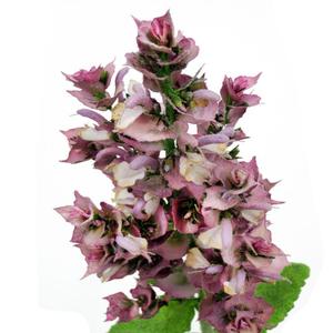 Hydrolat de Sauge Sclarée Pur Naturel, Eau Florale Liquide Distillée à la Vapeur, Certifié BPF, Pureté Chinoise, Fleurs et Feuilles, Incolore - Product Image 4