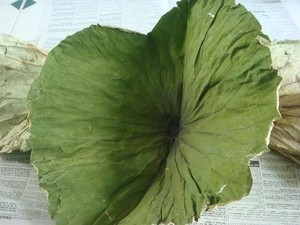 ดอกบัวแห้งคุณภาพสูง - Product Image 2