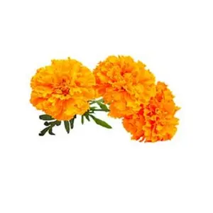 인도에서 대량 비율 피부 관리 꽃 물 공급자에 Marigold hydrosol를 위한 주요한 도매 수출상