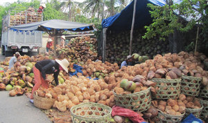 มะพร้าวอบแห้งรับรองมาตรฐาน HACCP ราคาดีที่สุด จาก VIET DELTA อุตสาหกรรมเวียดนาม อายุการเก็บรักษา 24 เดือน สำหรับผู้นำเข้า - Product Image 5
