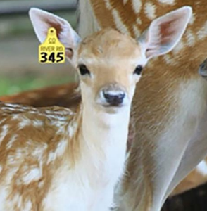 Etiqueta de oreja de Animal UHF RFID de buena calidad del para seguimiento de ganado - Product Image 1