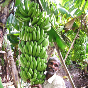 เมจิก-โกร ให้การเจริญเติบโตที่มหัศจรรย์แก่พืชทุกชนิด สายการผลิตปุ๋ยอินทรีย์ - Product Image 6