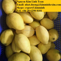 Premium Verse Zoete Mango Vietnam Gele Kleur Tropische Oem-Stijl Kleurgewicht Oorsprong Type Variëteit Hp: 0084 917 476 477