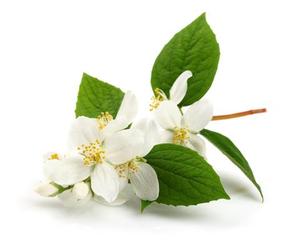 Aceite de Jazmín 100% Puro y Natural y Aceite de Árbol de Té, Aromaterapia Líquida Destilada al Vapor, Antiarrugas, 30 ml, Precio Bajo - Product Image 1