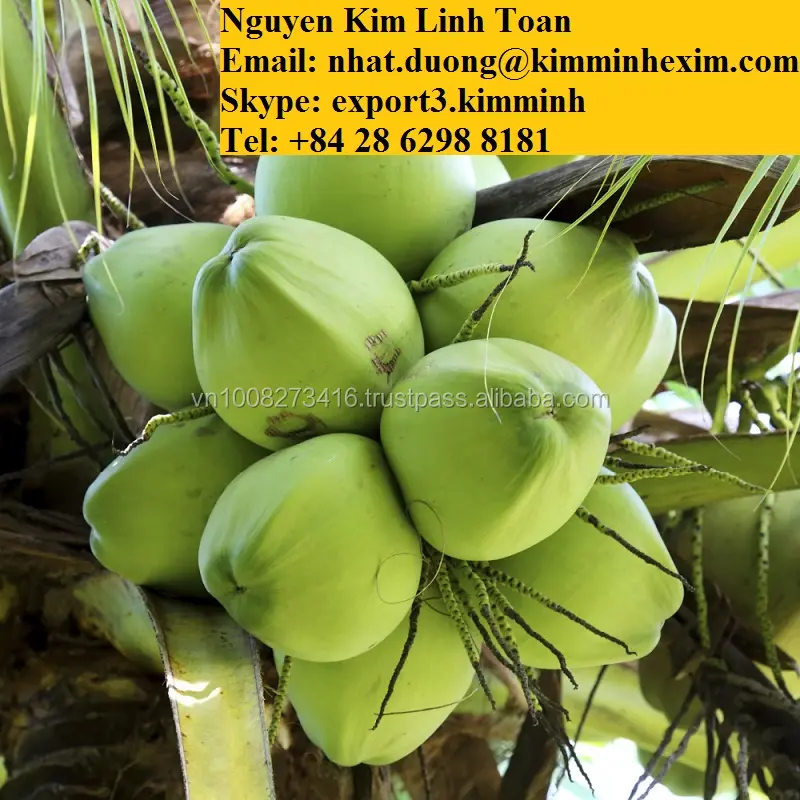 Coco verde jovem tropical & sub-tropical frutas frescas