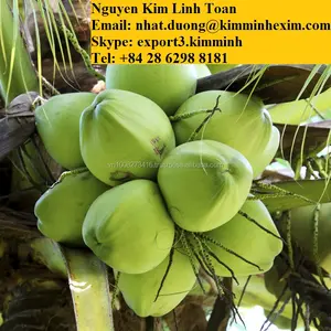 젊은 녹색 코코넛 열대 및 하위 열대 과일 신선한 일반