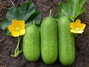 ฟักทองฟูเวียดนามคุณภาพสูง - Product Image 4