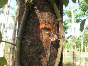 หมากฝรั่ง Sterculia สำหรับผู้ซื้อ - Product Image 4