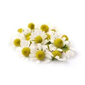 Roman Chamomile Natural and Pure Hydrosol Floral Water