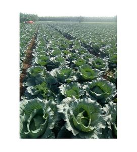 Thu hoạch Bắp Cải Trắng xanh hữu cơ lớn có nguồn gốc ở Việt Nam - Product Image 6