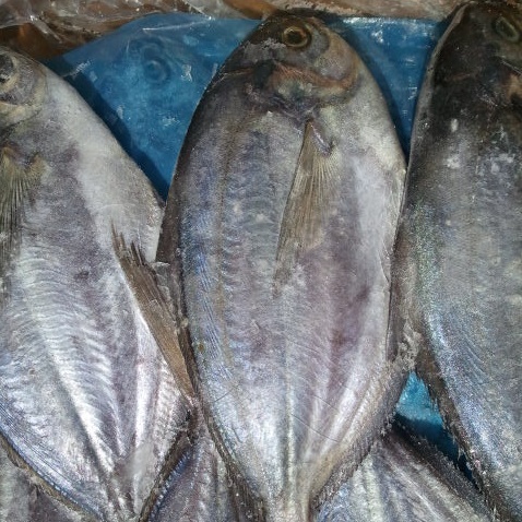 butterfish, butterfish direct from e & k co., ltd in kr