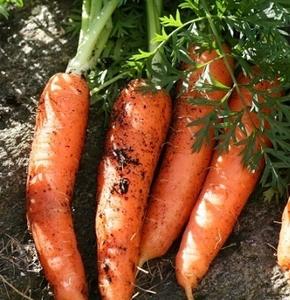 มีคุณภาพดีและราคาสำหรับรถเข็นจากเวียดนามพร้อมปริมาณมาก - Product Image 2