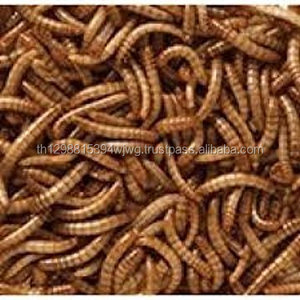 Mealworms secchi/pasto worms per gli uccelli/mealworm