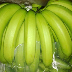 กล้วย/ราคาขายกล้วยสด/กล้วยสดคุณภาพสูงจากเวียดนาม - Product Image 4