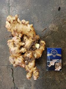 ขิงสดออร์แกนิกจากเวียดนาม - Product Image 5