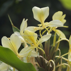Reasonable Price Pure White Ginger Lily Absolute <b>Oil</b> Aromatherapy <b>Essential</b> <b>Oil</b> Gift <b>Set</b> Supplier White Ginger Lily Absolute <b>Oil</b> - Product Image 5