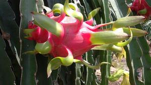 PITAYA BLANCHE - Fruits du dragon à chair rouge - Dragon rouge séché Ms. HolidaY - Product Image 3