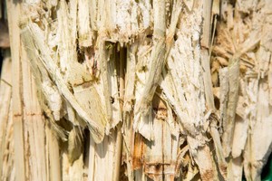 Bagasse de canne à sucre fermentée séchée pour l'alimentation du bétail, poudre de bagasse de canne à sucre naturelle, fibres fermentées à vendre - Product Image 2