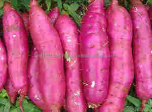 Batata japonesa/alta calidad en 2020 - Product Image 6