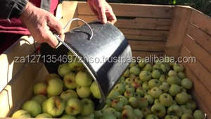 Royal Gala New Crop Pomme rouge fraîche Pomme verte Fuji biologique avec goût sucré Usine directe - Product Image 4