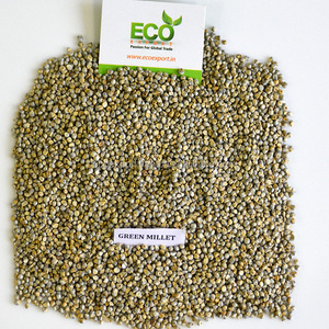 Green <b>Millet</b>/indian Animal Feed - Product Image 4