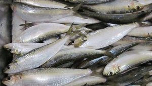 Sardinas en Aceite de Oliva 100% Puro, Pescado Entero Fresco, Sin Grasas Trans, Bajo en Sal, 1 kg - Product Image 3