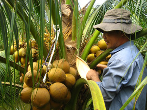 มะพร้าวอบแห้งรับรองมาตรฐาน HACCP ราคาดีที่สุด จาก VIET DELTA อุตสาหกรรมเวียดนาม อายุการเก็บรักษา 24 เดือน สำหรับผู้นำเข้า - Product Image 2