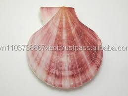 Concha de vieira marina para decoración 2021/Regalo - Product Image 5
