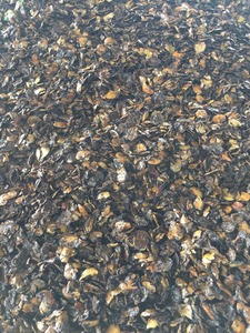 Coquille de noix de cajou de résidus Offre Spéciale 2021 pour chauffer, brûler - Product Image 4